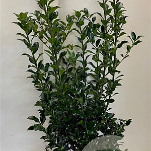Ilex meserv. Blue Maid 80-100 cm met kluit