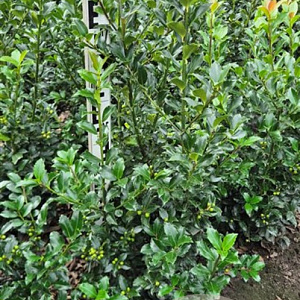 Ilex meserv. Blue Maid 80-100 cm met kluit