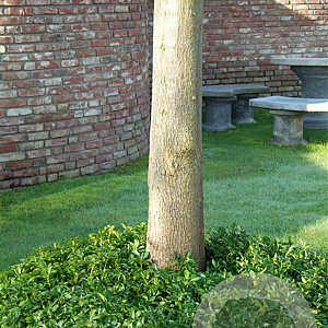 Pachysandra terminalis GM P9