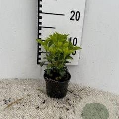 Pachysandra terminalis GM P9