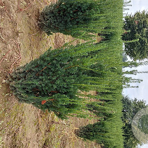 Taxus media 'Hillii' 60-80 cm met kluit