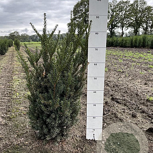 Taxus media 'Hillii' 60-80 cm met kluit