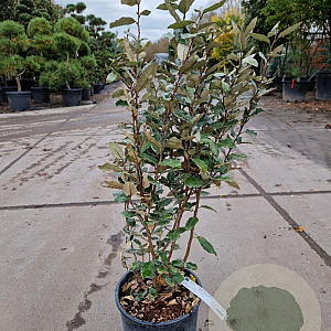 Elaeagnus ebb. 'Compacta' 80-100 cm 10L
