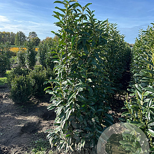 Prunus l. Genolia 150-175 cm met kluit