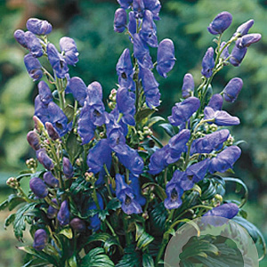 Aconitum carm. 'Arendsii' GM P9