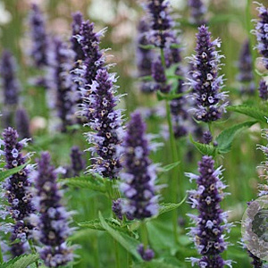 Agastache 'Black Adder' GM P9