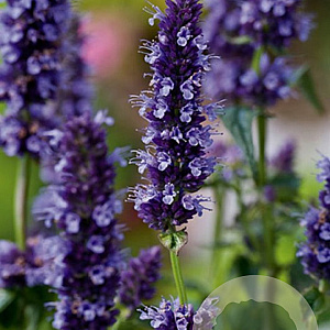 Agastache 'Black Adder' GM P9