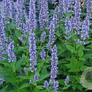 Agastache 'Blue Fortune' GM P9