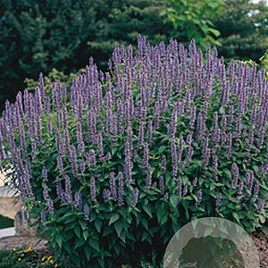 Agastache 'Blue Fortune' GM P9
