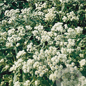 Anaphalis triplinervis GM P9