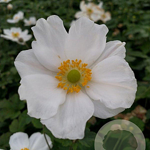 Anemone hyb. 'Honorine Jobert' GM P9