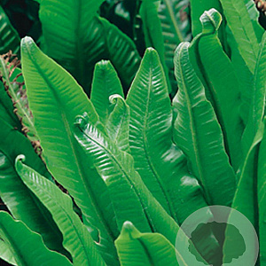 Asplenium scolopendrium GM P9