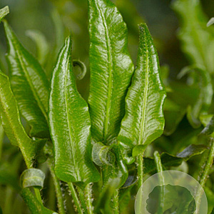 Asplenium scolopendrium GM P9