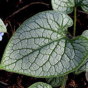 Brunnera macr. 'Jack Frost' GM P9