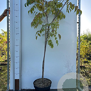 Tetradium daniellii 150-175 cm 10L