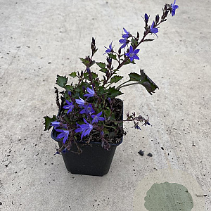 Campanula poscharskyana GM P9