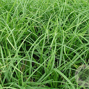 Carex morrowii GM P9