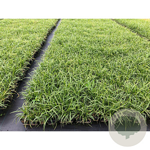 Carex morrowii 'Ice Dance' GM P9