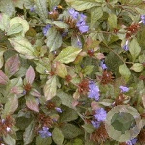 Ceratostigma plumbaginoides GM P9