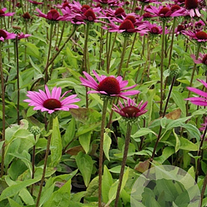 Echinacea p. 'Little Magnus' GM P9