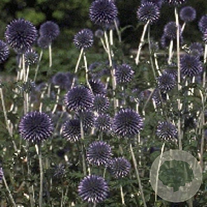 Echinops ritro 'Veitch's Blue' GM P9