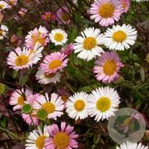 Erigeron karvinskianus GM P9