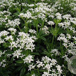 Galium odoratum GM P9