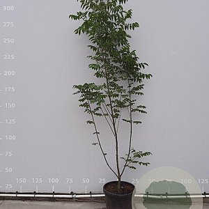 Tetradium daniellii 175-200 cm met kluit