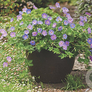 Geranium 'Azure Rush' GM P9