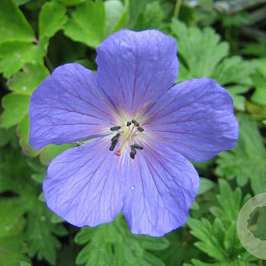 Geranium 'Johnson's Blue' GM P9