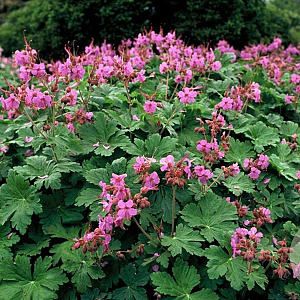 Geranium macrorrhizum GM P9