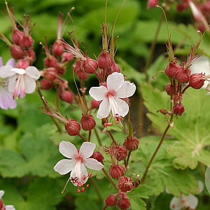 Geranium macr. 'Spessart' GM P9