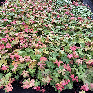 Geranium macr. 'Spessart' GM P9