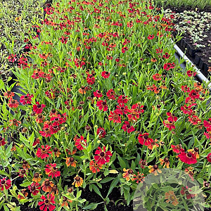 Helenium 'Moerheim Beauty' GM P9