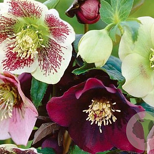 Helleborus orientalis GM P9