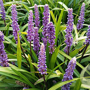 Liriope muscari 'Ingwersen' GM P9