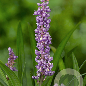 Liriope muscari 'Ingwersen' GM P9