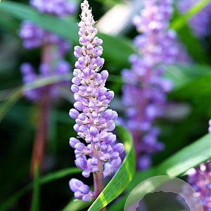Liriope muscari 'Ingwersen' GM P9