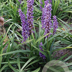 Liriope muscari 'Moneymaker' GM P9