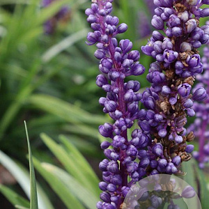 Liriope muscari 'Moneymaker' GM P9