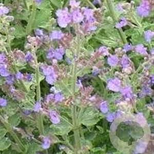 Nepeta racemosa 'Grog' GM P9