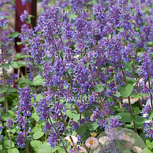 Nepeta racemosa 'Grog' GM P9