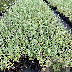 Nepeta 'Walker's Low' GM P9