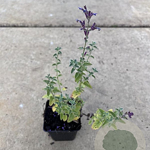 Nepeta 'Walker's Low' GM P9
