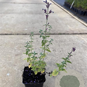 Nepeta 'Walker's Low' GM P9