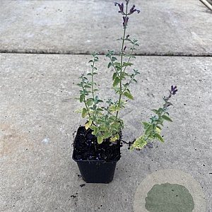 Nepeta 'Walker's Low' GM P9