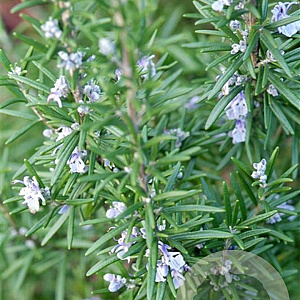 Rosmarinus officinalis GM P9