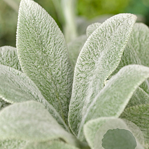 Stachys byzantina 'Silver Carpet' GM P9
