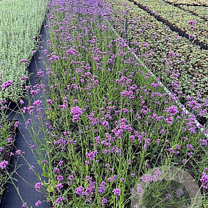 Verbena bonariensis GM P9