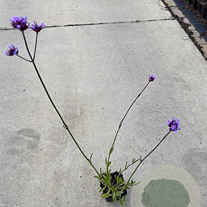 Verbena bonariensis GM P9